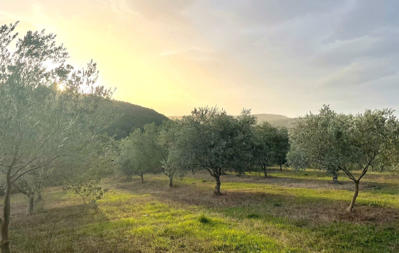 L'oliveraie du Domaine dans la lumière dorée de fin de journée