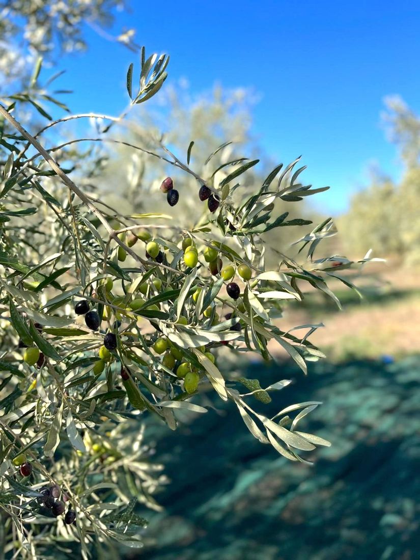 Branche d'olivier chargée d'olives vertes et noires, filets de récolte au sol