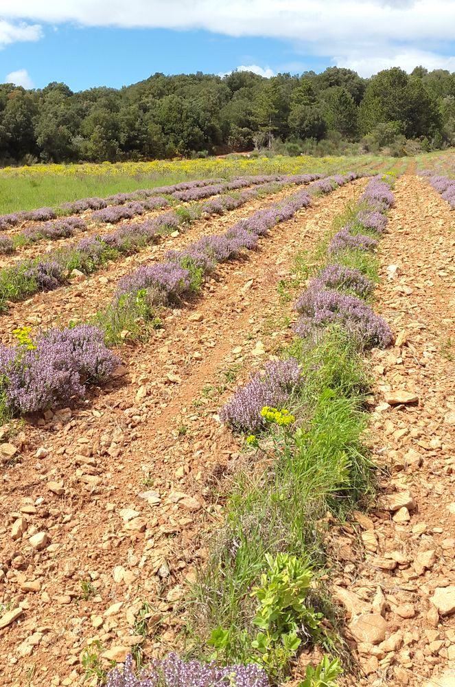 Champ de thym en fleurs, cultivé pour la distillerie du Domaine