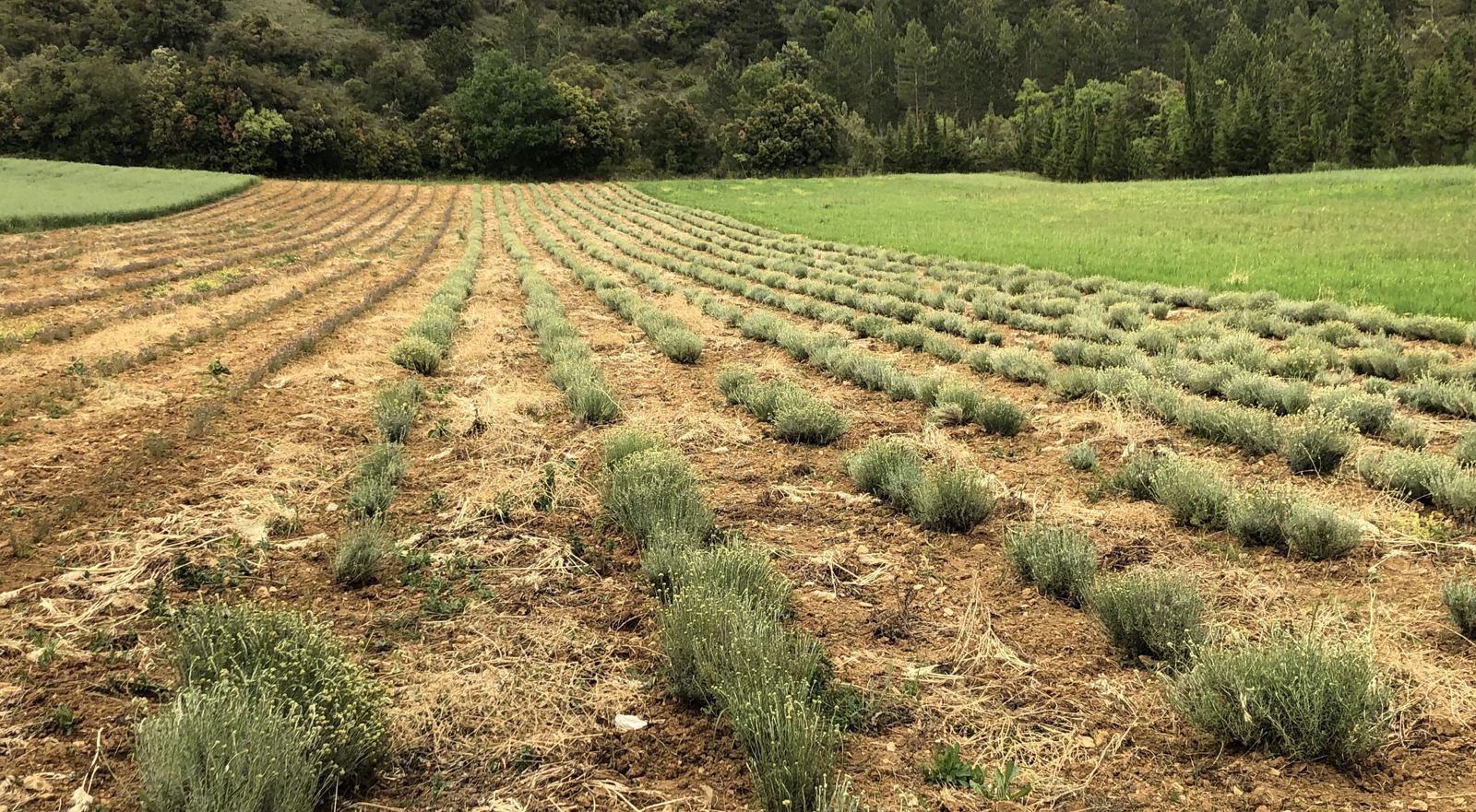 Rangées de plantes aromatiques cultivées en bio, au pied des forêts