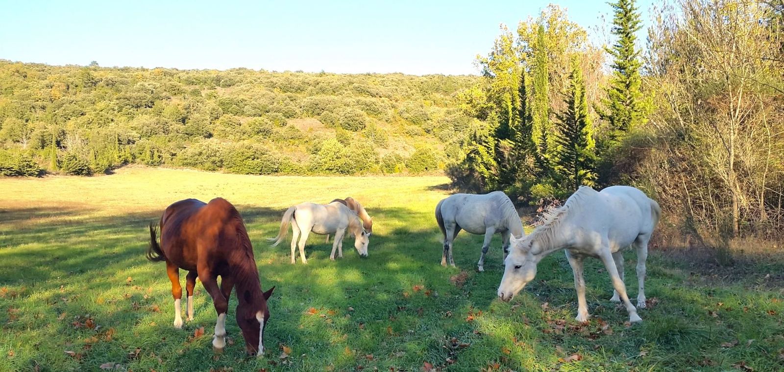Chevaux paissant en liberté dans la prairie du vallon