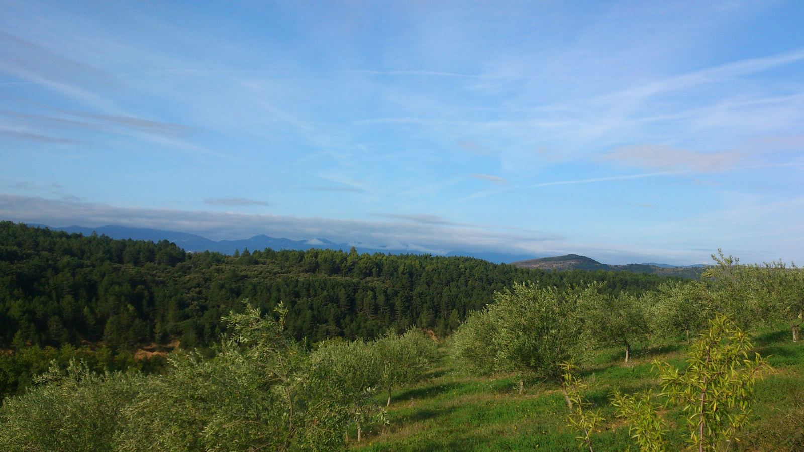 L'oliveraie et les forêts de pins face à la chaîne des Pyrénées