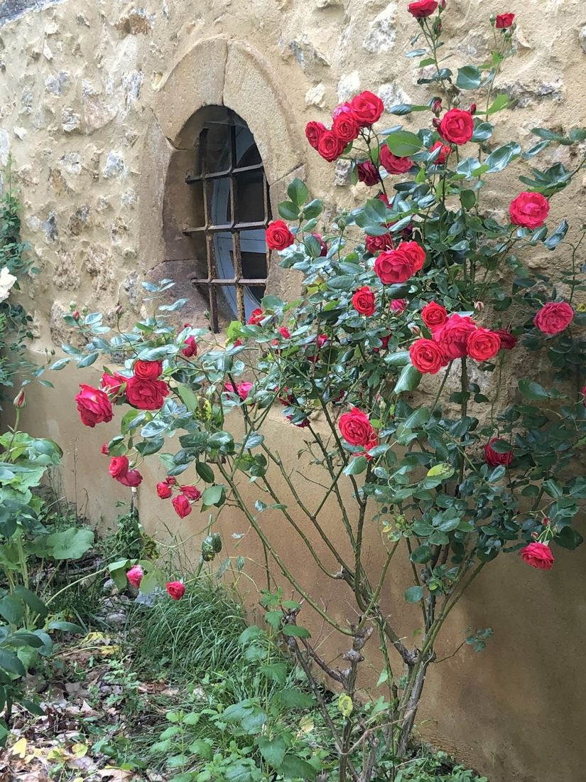 Rosier rouge en fleurs contre le mur en pierre de la Bâtisse