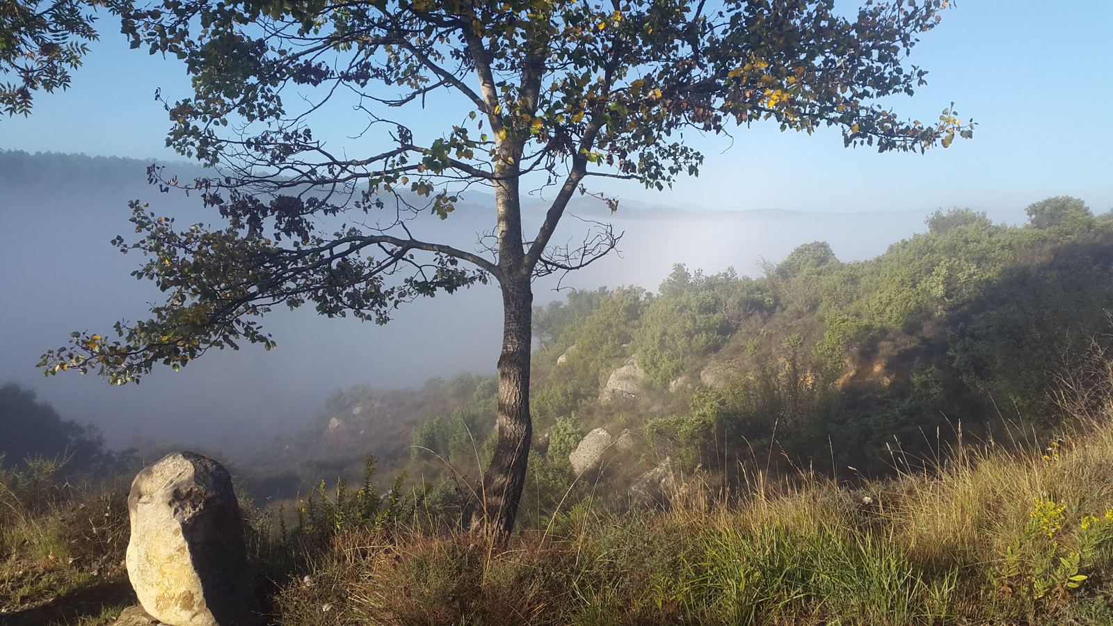 Un arbre au-dessus de la brume matinale, sur les hauteurs du Domaine